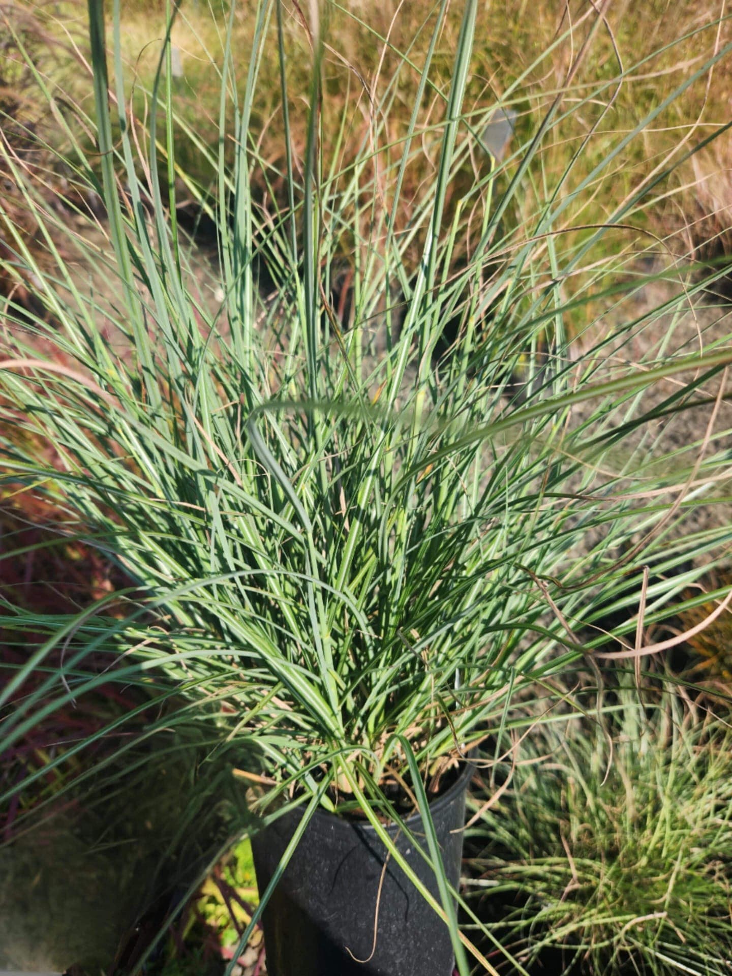 A potted Adagio Maiden Grass plant with soft, feathery plumes and slender green leaves, ready for planting. - Photo 1