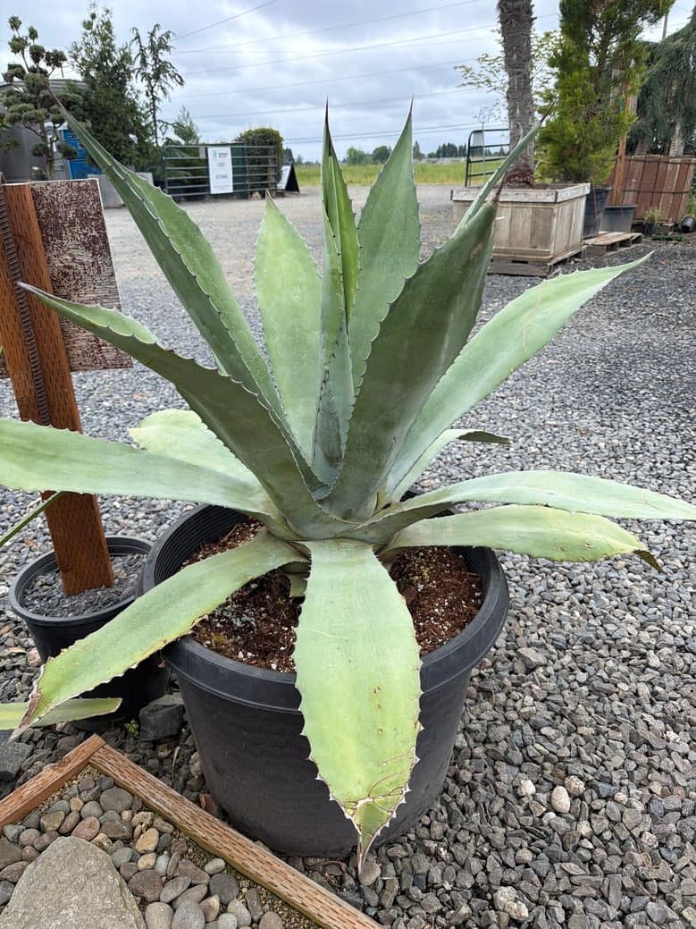 Agave 'Americana x Scabra'/Americana Agave