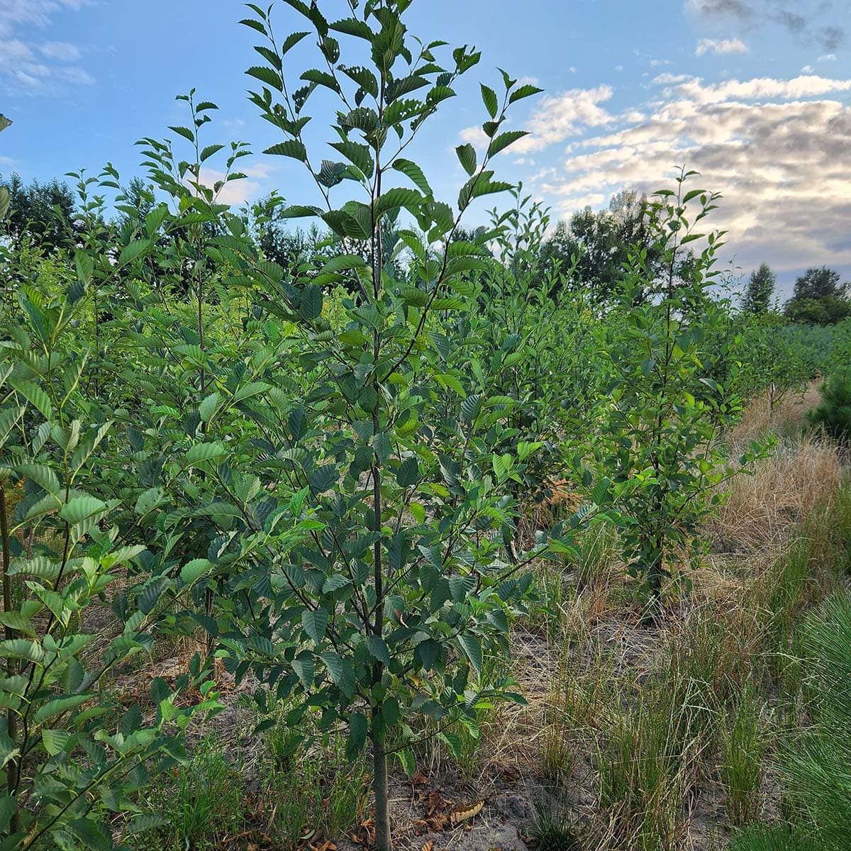 Field of young Red Alder trees with distinct green leaves and emerging branches at The Nursery Outlet. - Photo 1