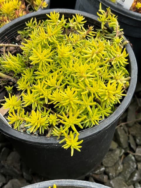 Close-up of Angelina Stonecrop Sedum leaves, highlighting their bright yellow-green color and fine texture. - Photo 1