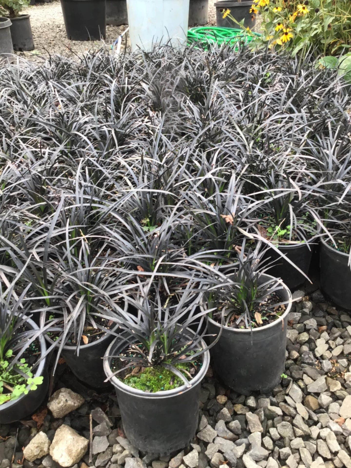Group of Black Mondo Grass plants with rich, dark foliage, perfect for borders and ground cover. - Photo 1