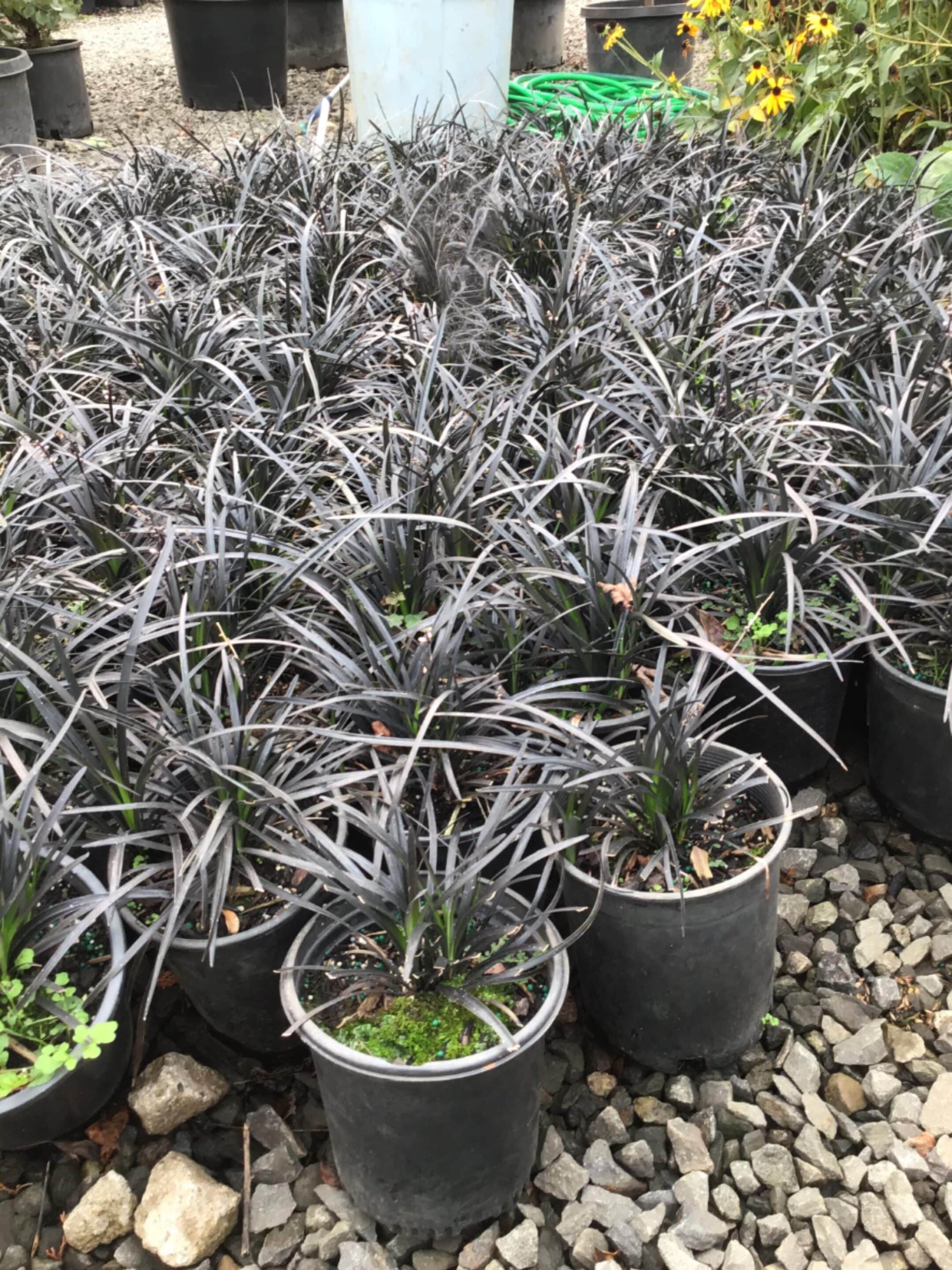 Group of Black Mondo Grass plants with rich, dark foliage, perfect for borders and ground cover. - Photo 1