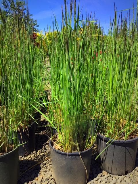 Tall Karl Foerster feather reed grass with feathery seed heads, perfect for vertical interest at The Nursery Outlet.