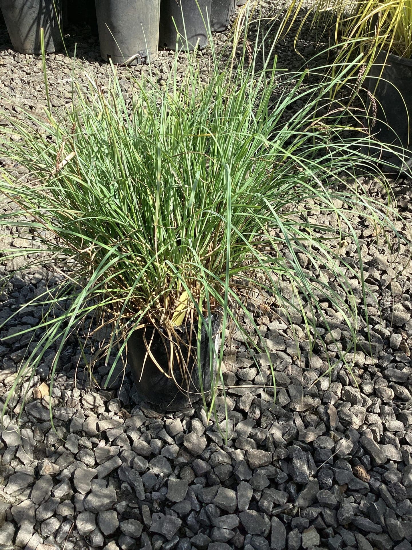 Carex flacca 'Blue Zinger'/Blue Zinger Sedge Grass