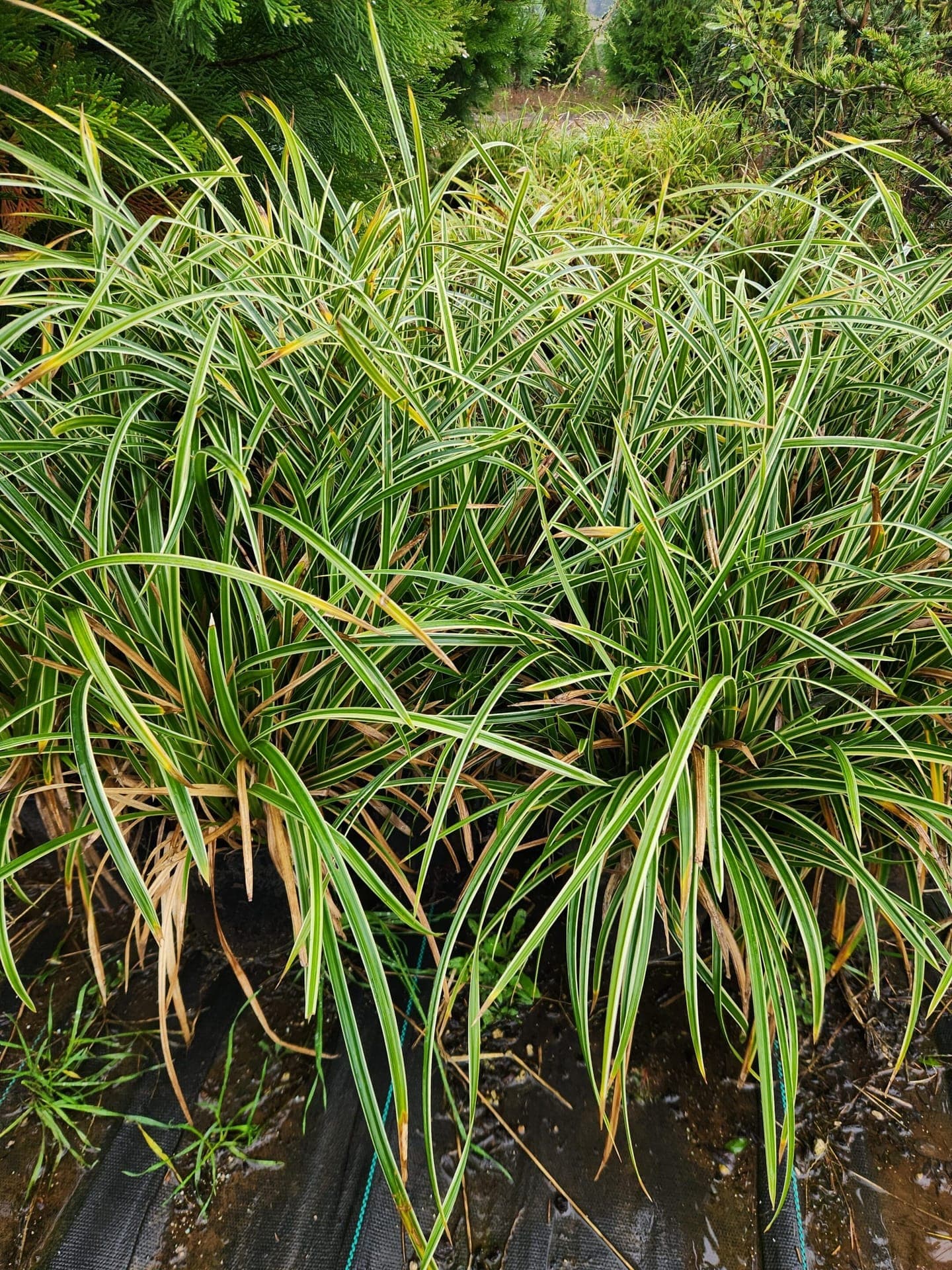 A group of Ice Dance Japanese Sedge Grass plants with lush variegated leaves, ideal for shaded gardens and borders.