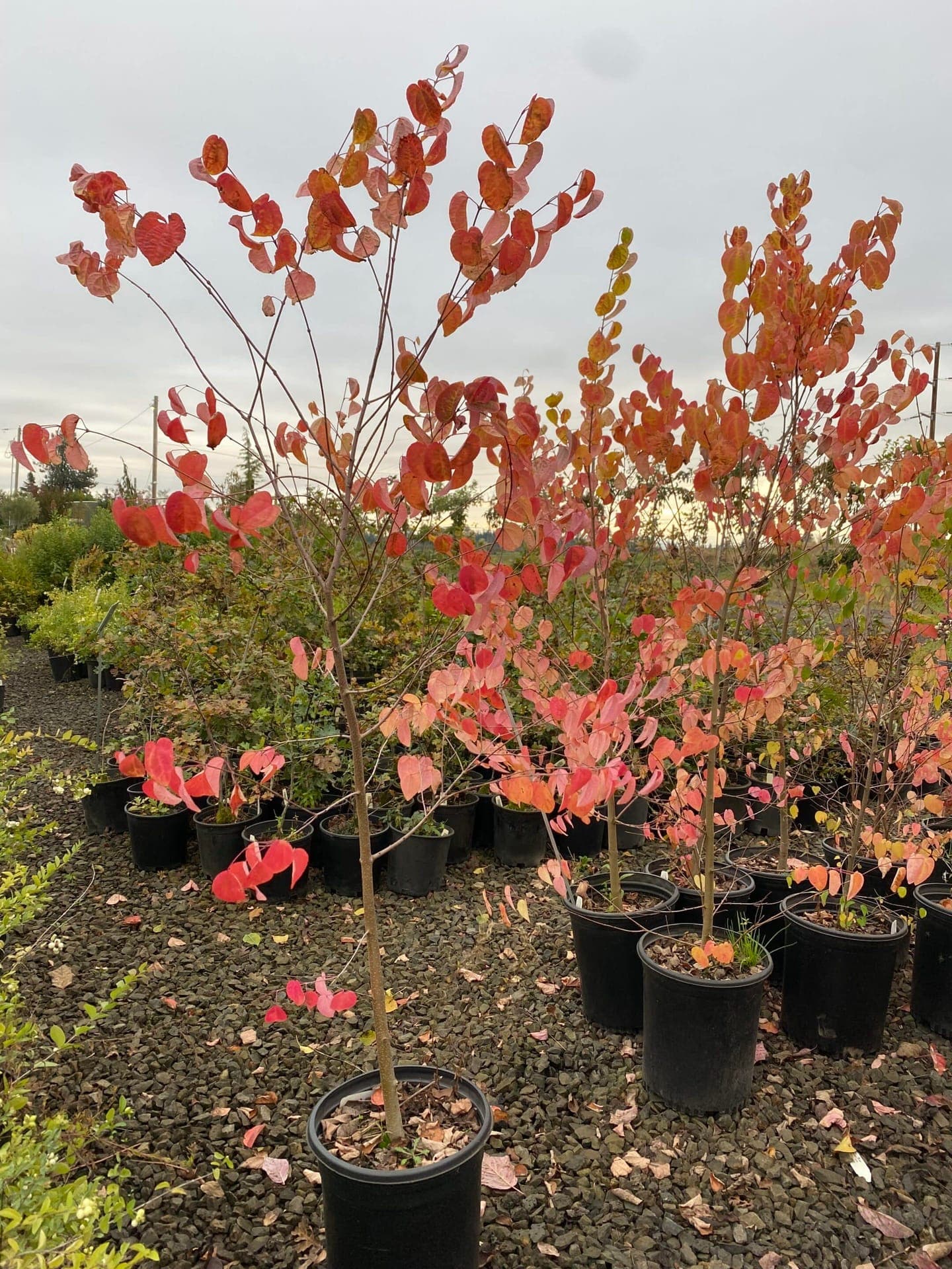 Potted Katsura Tree with heart-shaped leaves turning golden yellow in fall. - Photo 1