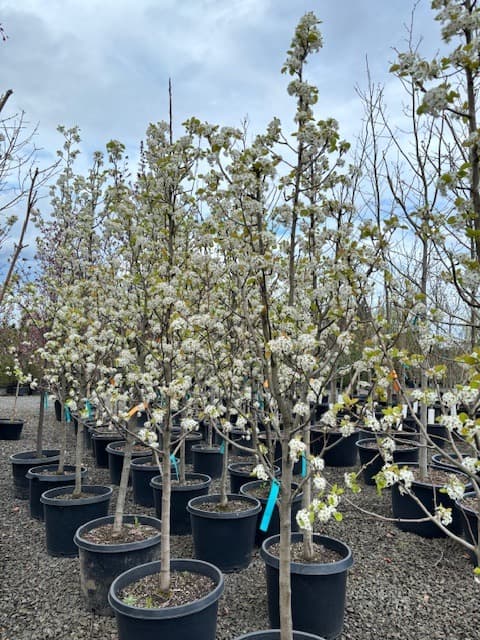 Group of Chanticleer Flowering Pear trees with vibrant white flowers in spring. - Photo 1