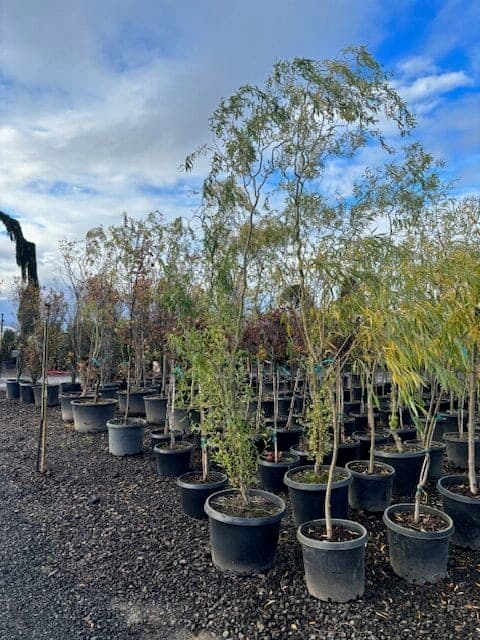 Group of Corkscrew Willows with unique, spiraled branches and vibrant green foliage. - Photo 1