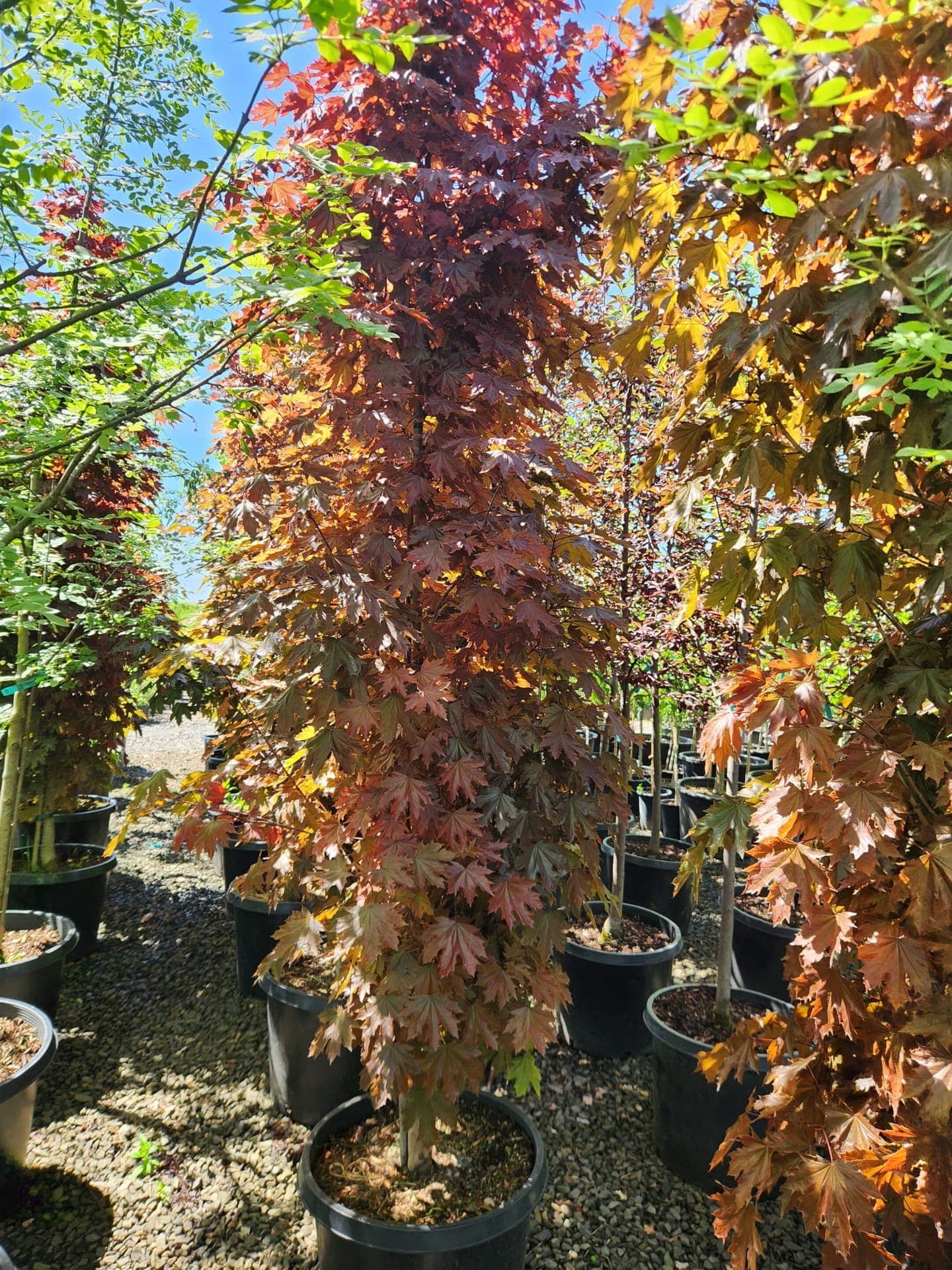 Potted Crimson Sentry Norway Maple with dark red, upright foliage.