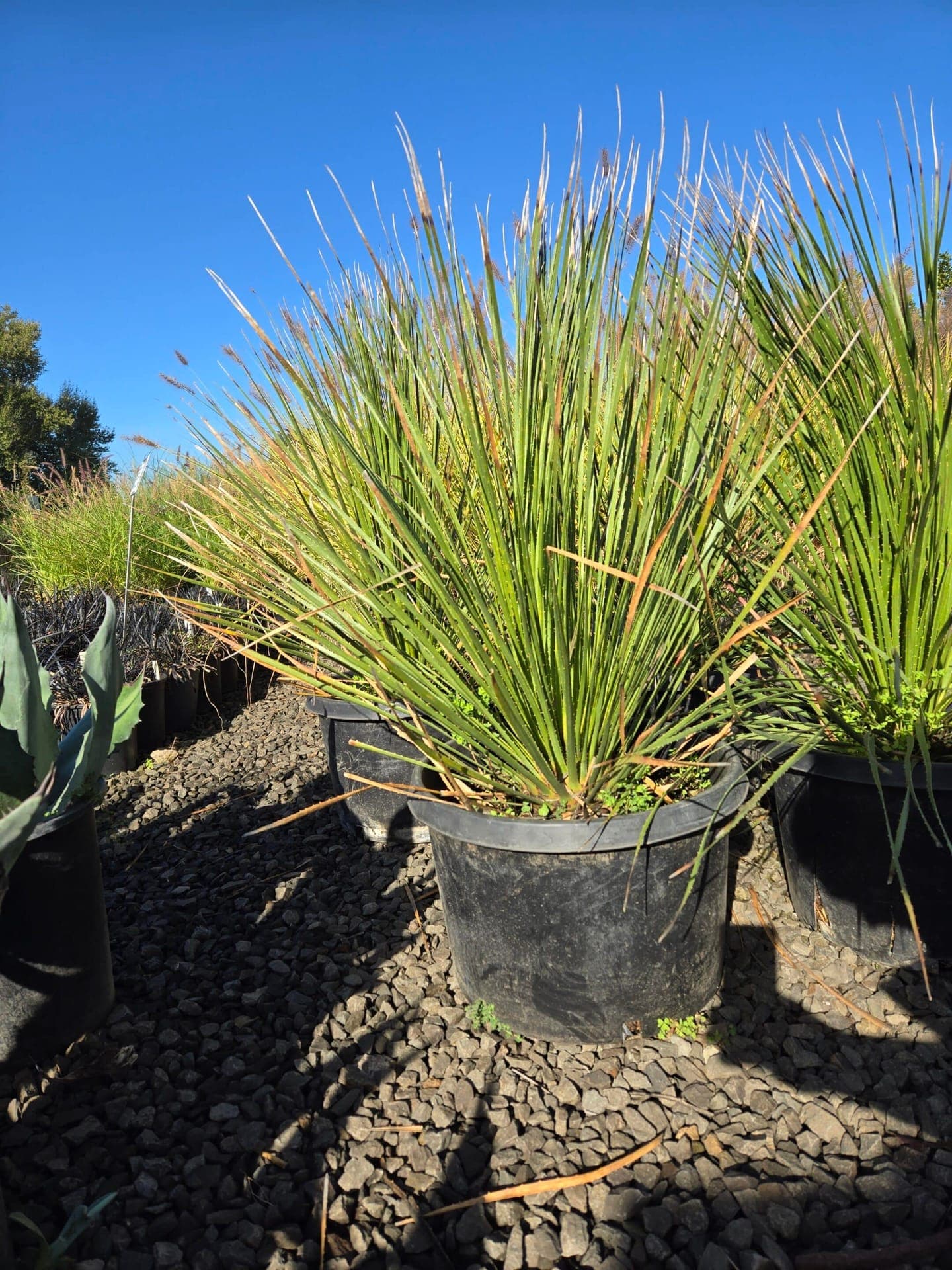 Dasylirion wheeleri/Green Desert Spoon Yucca - Photo 1