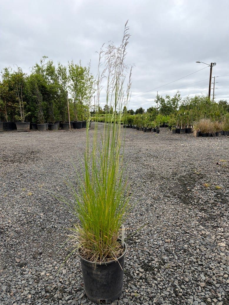Deschampsia cespitosa/Tufted Hair Grass - Photo 1