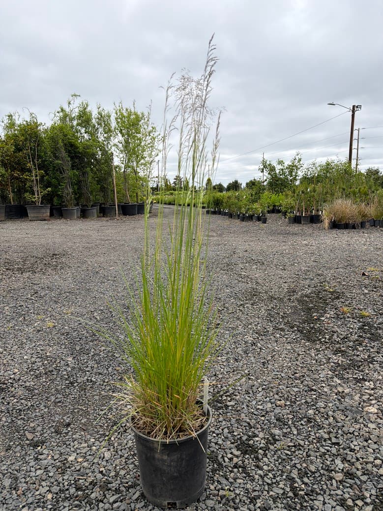 Deschampsia cespitosa/Tufted Hair Grass - Photo 1
