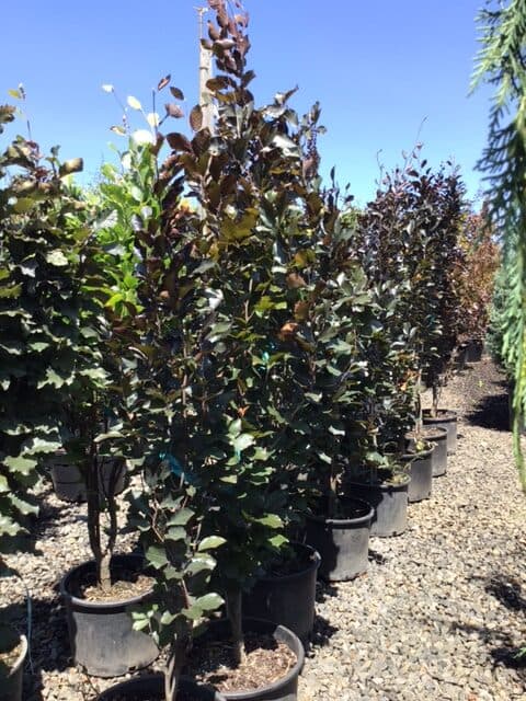Fagus sylvatica 'Dawyck Gold'/Dawyck Gold Beech