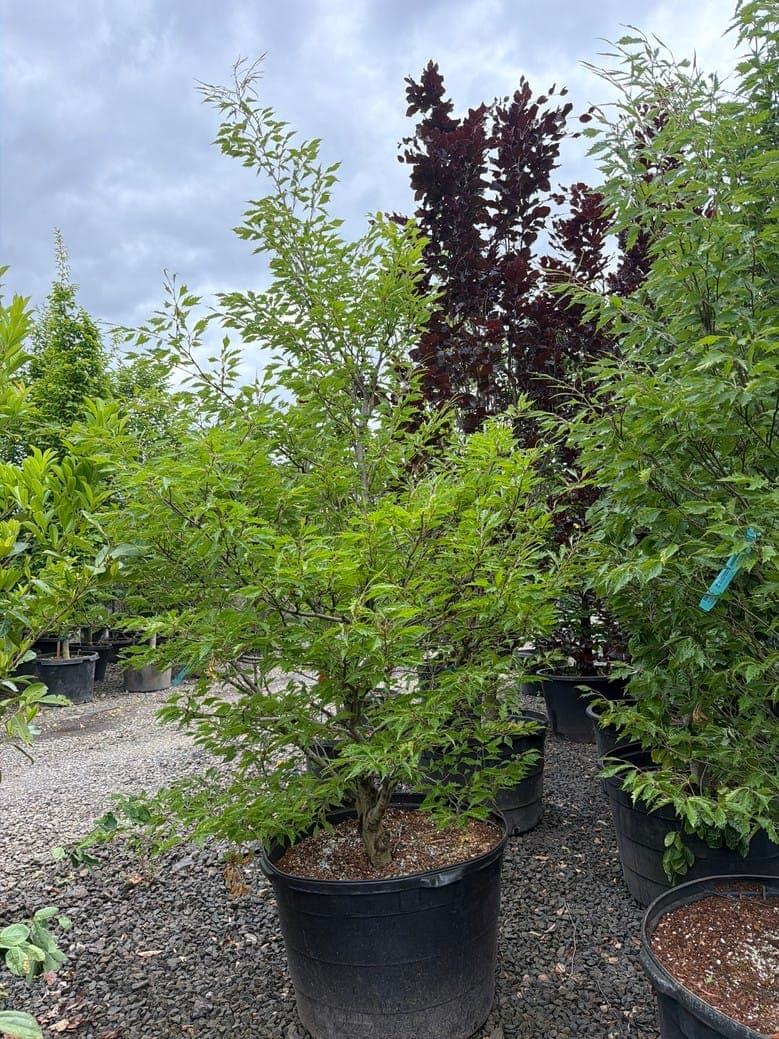 Fagus sylvatica/European Beech - Photo 1