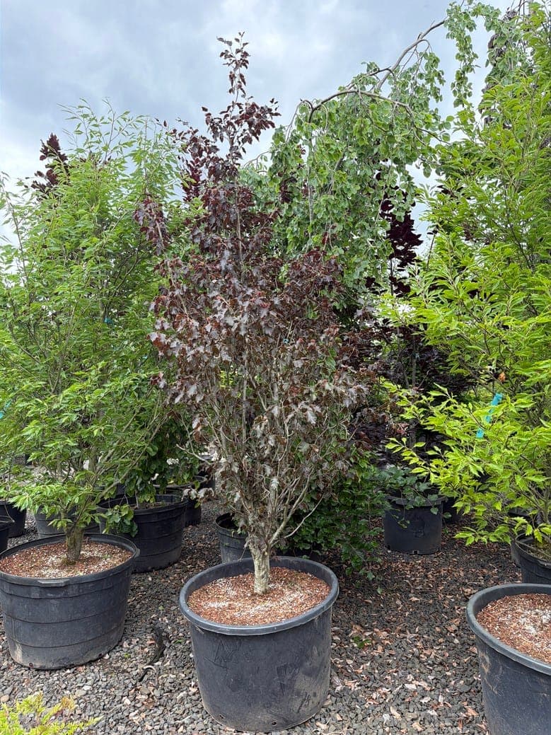 Fagus sylvatica 'Rohanii'/Purple Oakleaf Beech