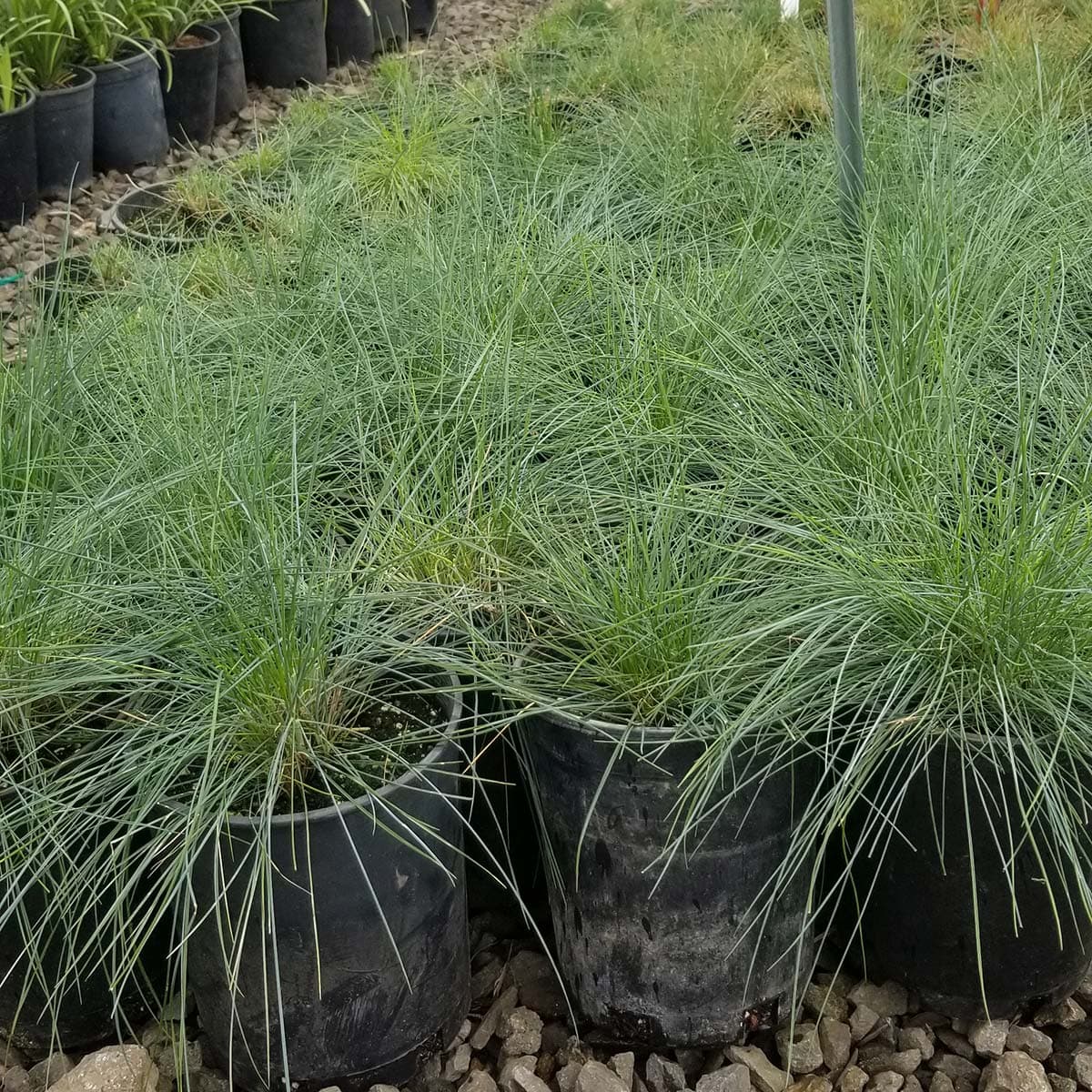 Hardy Blue Fescue Grass in black containers, ready for adding texture and color to your outdoor space. - Photo 1