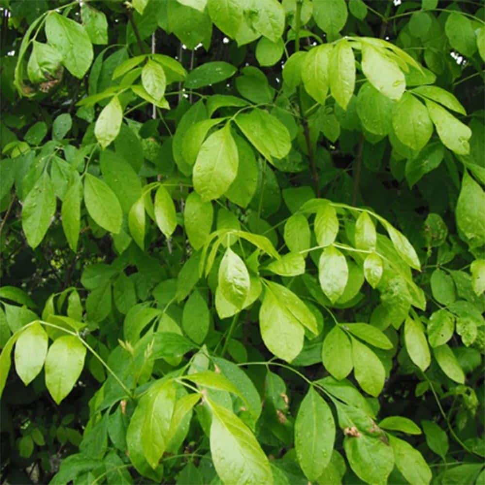 Dense green leaves on a mature Oregon Ash tree, ideal for shade or landscaping from The Nursery Outlet.