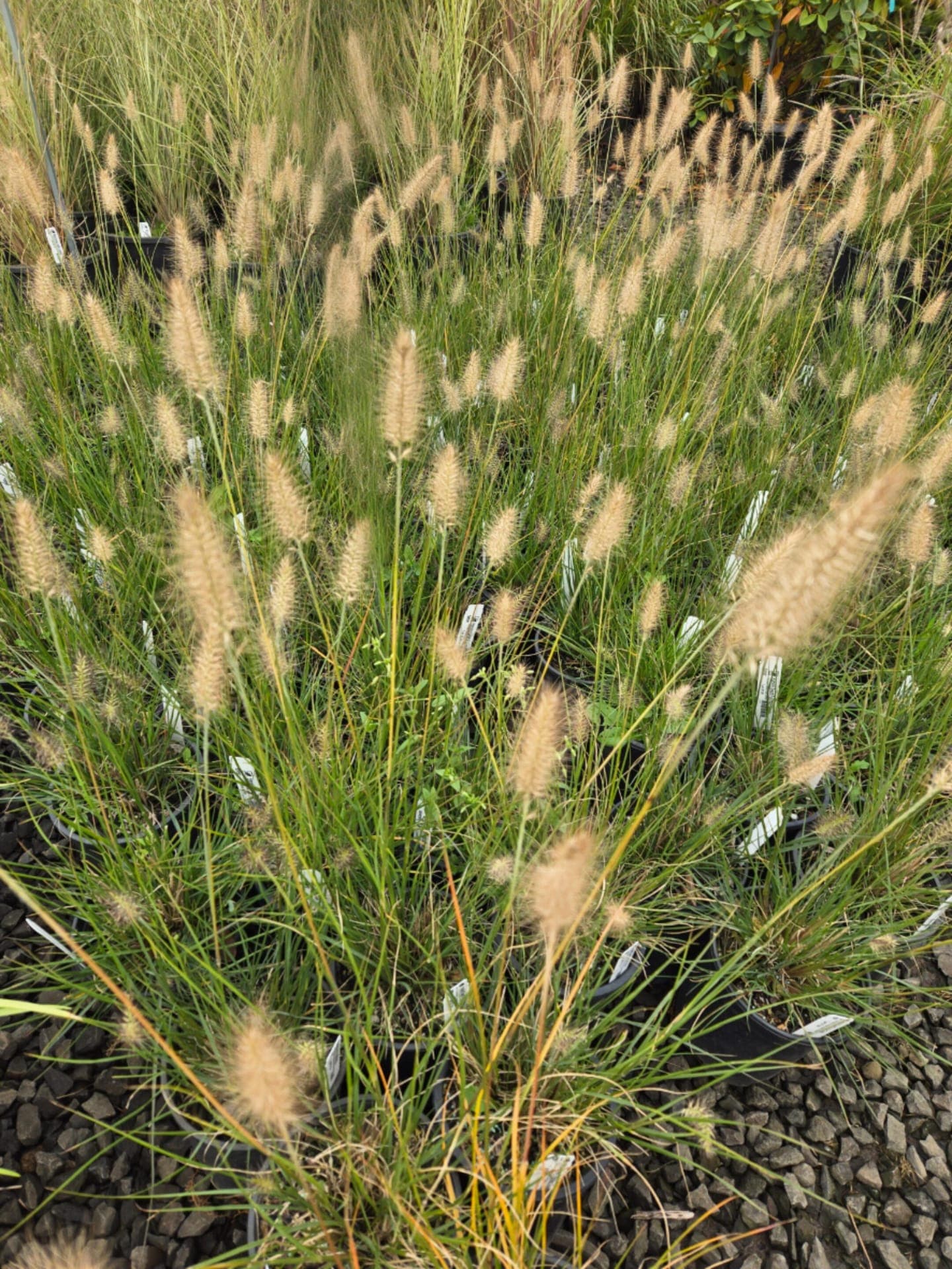 Group of Hameln Dwarf Fountain Grass plants with graceful, flowing plumes and compact growth.