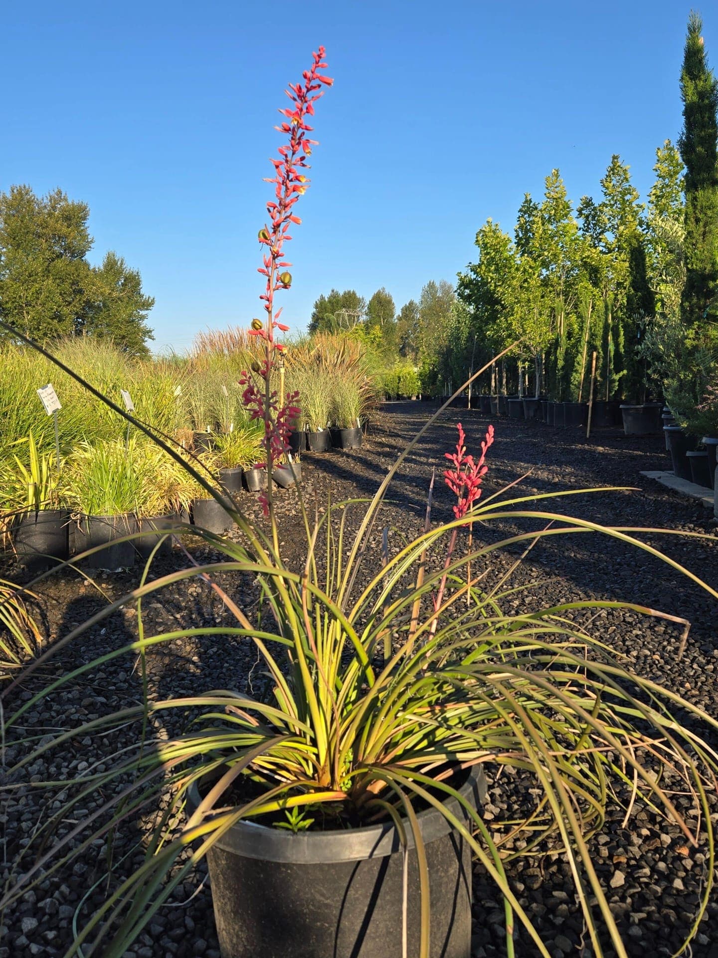 Hesperaloe parviflora/'Red Yucca' - Photo 1