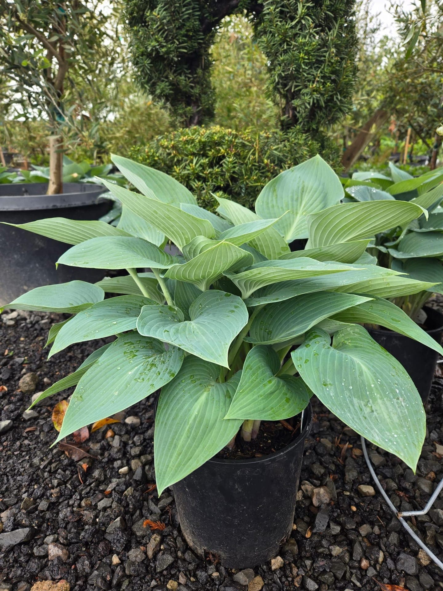 Hosta x Halcyon/Hosta Halcyon - Photo 1
