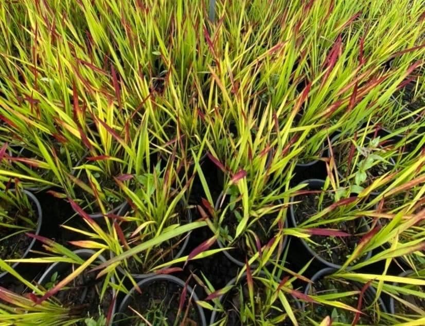 Japanese Blood Grass with striking red and green blades, perfect for adding color to your garden. - Photo 1