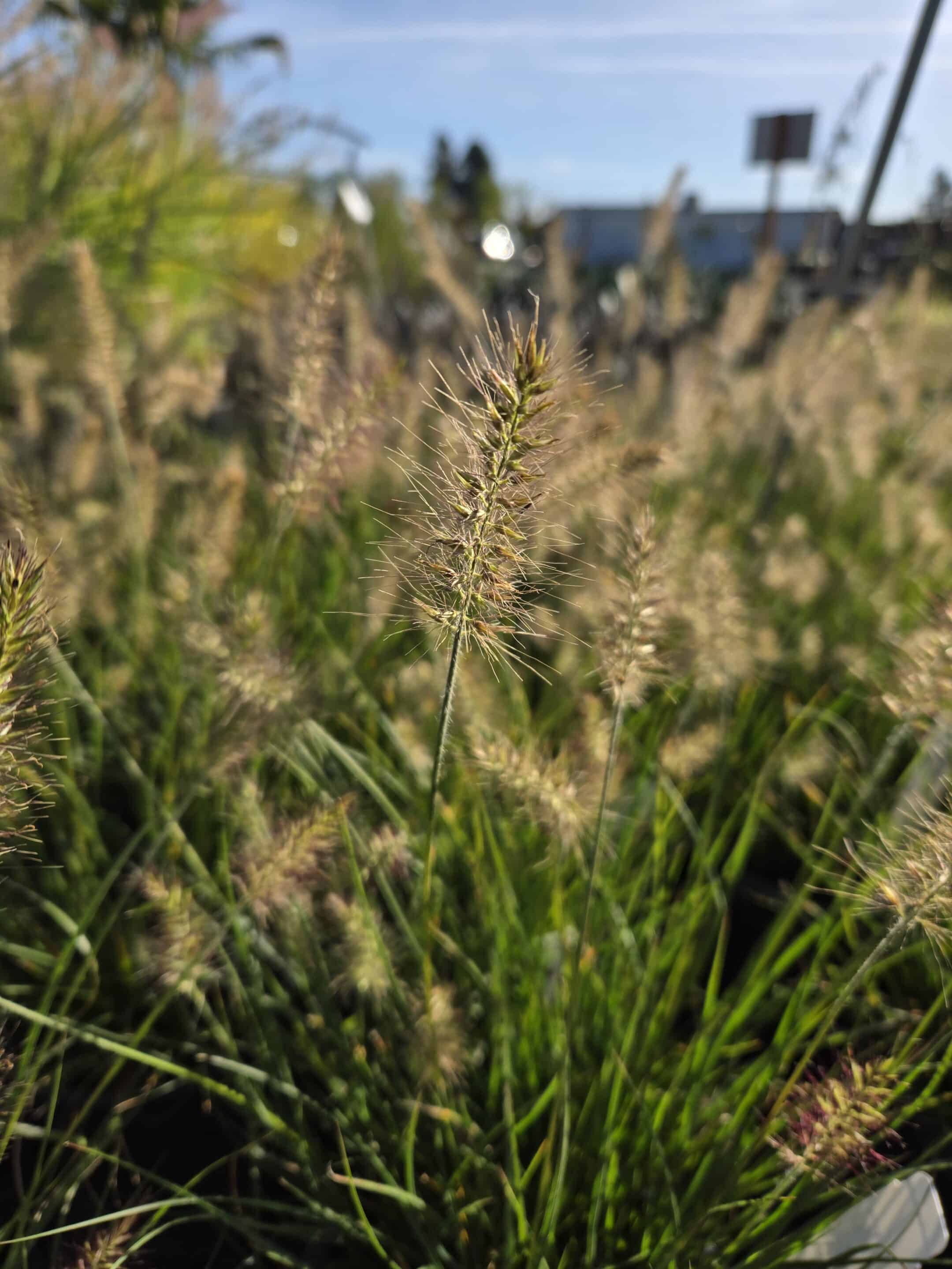 Close-up of Little Bunny Dwarf Fountain Grass plumes, highlighting their soft, fluffy texture.