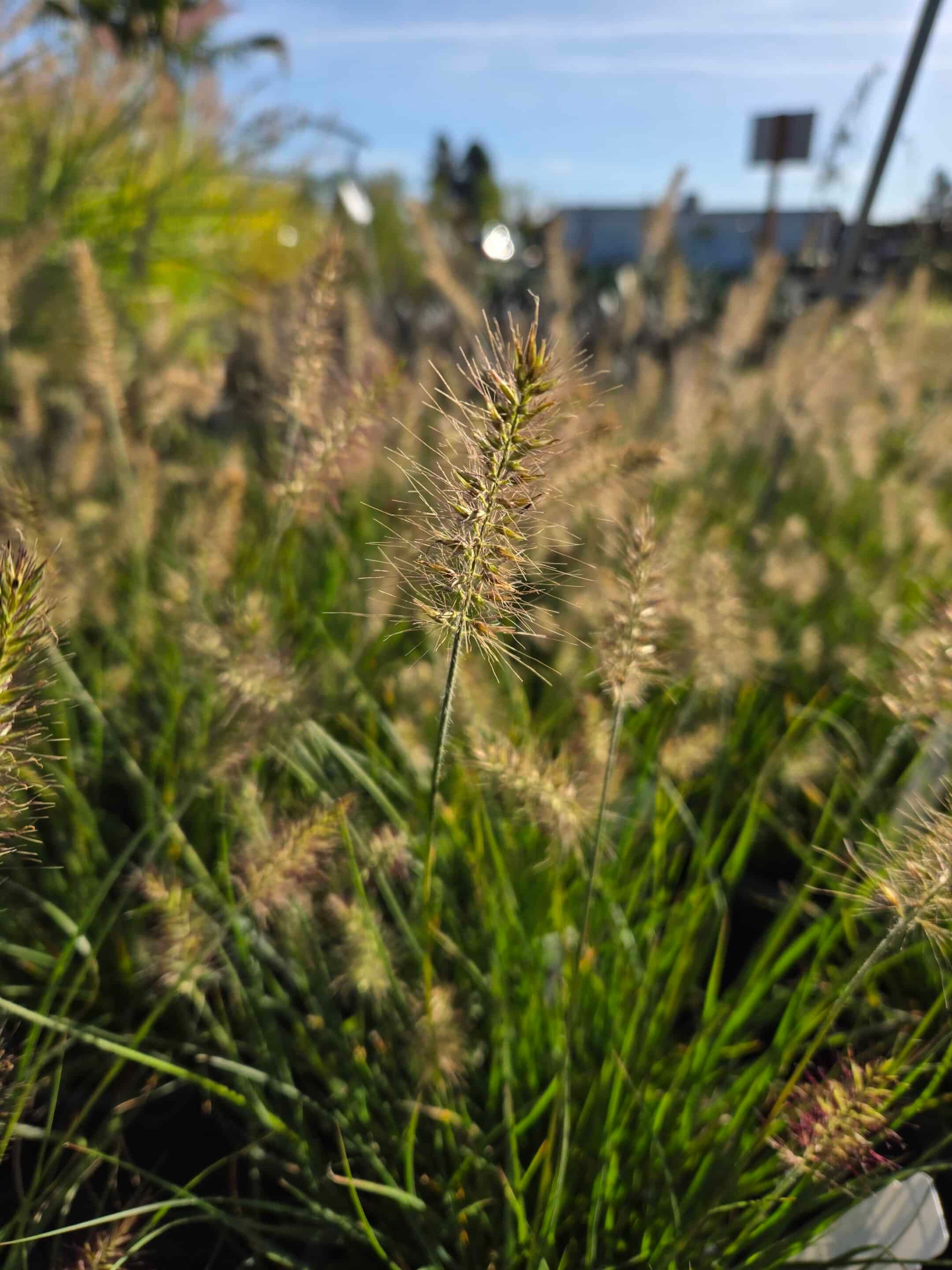 Close-up of Little Bunny Dwarf Fountain Grass plumes, highlighting their soft, fluffy texture. - Photo 1