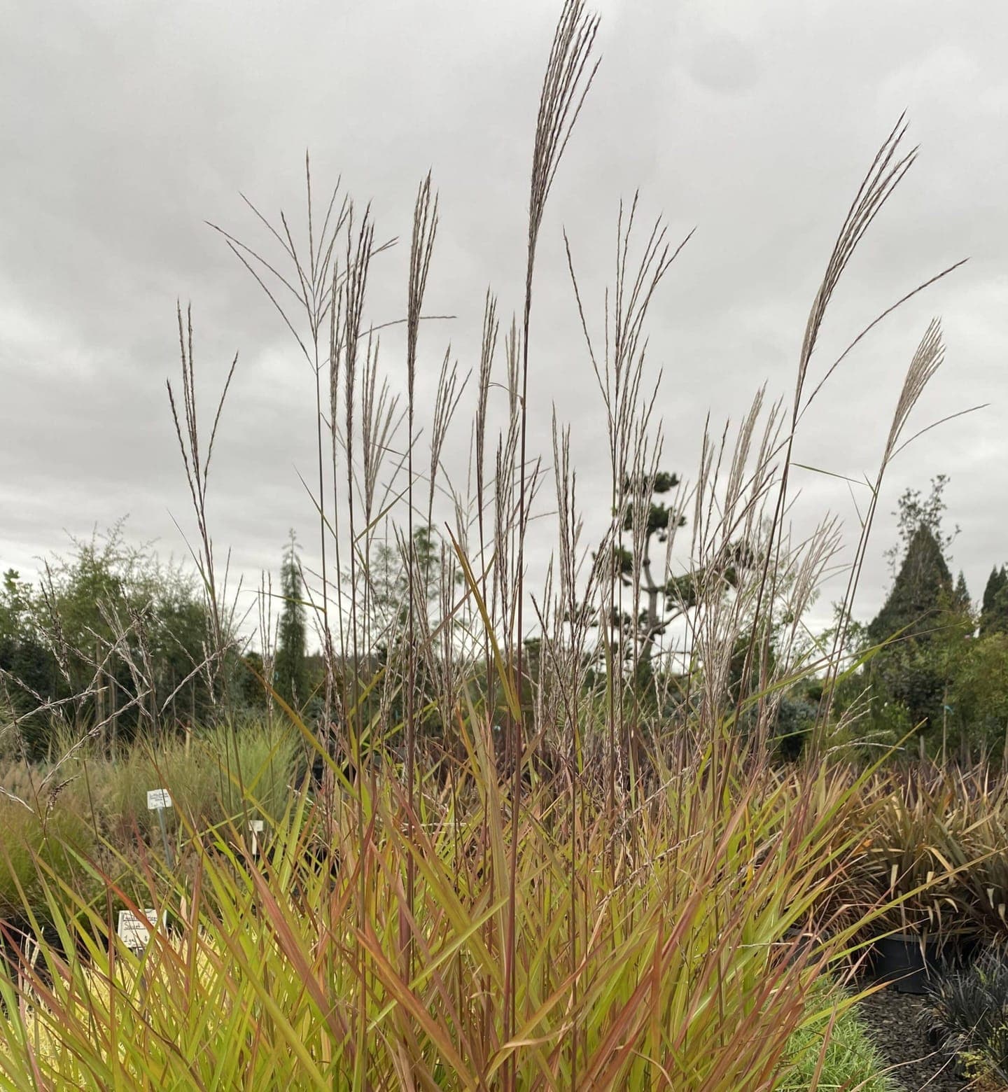 Group of Morning Light Grass plants with feathery, silvery plumes.