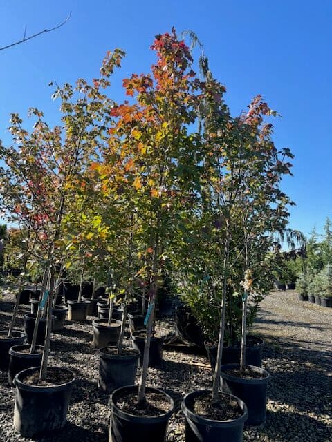Potted October Glory Red Maple with vibrant red leaves in fall.