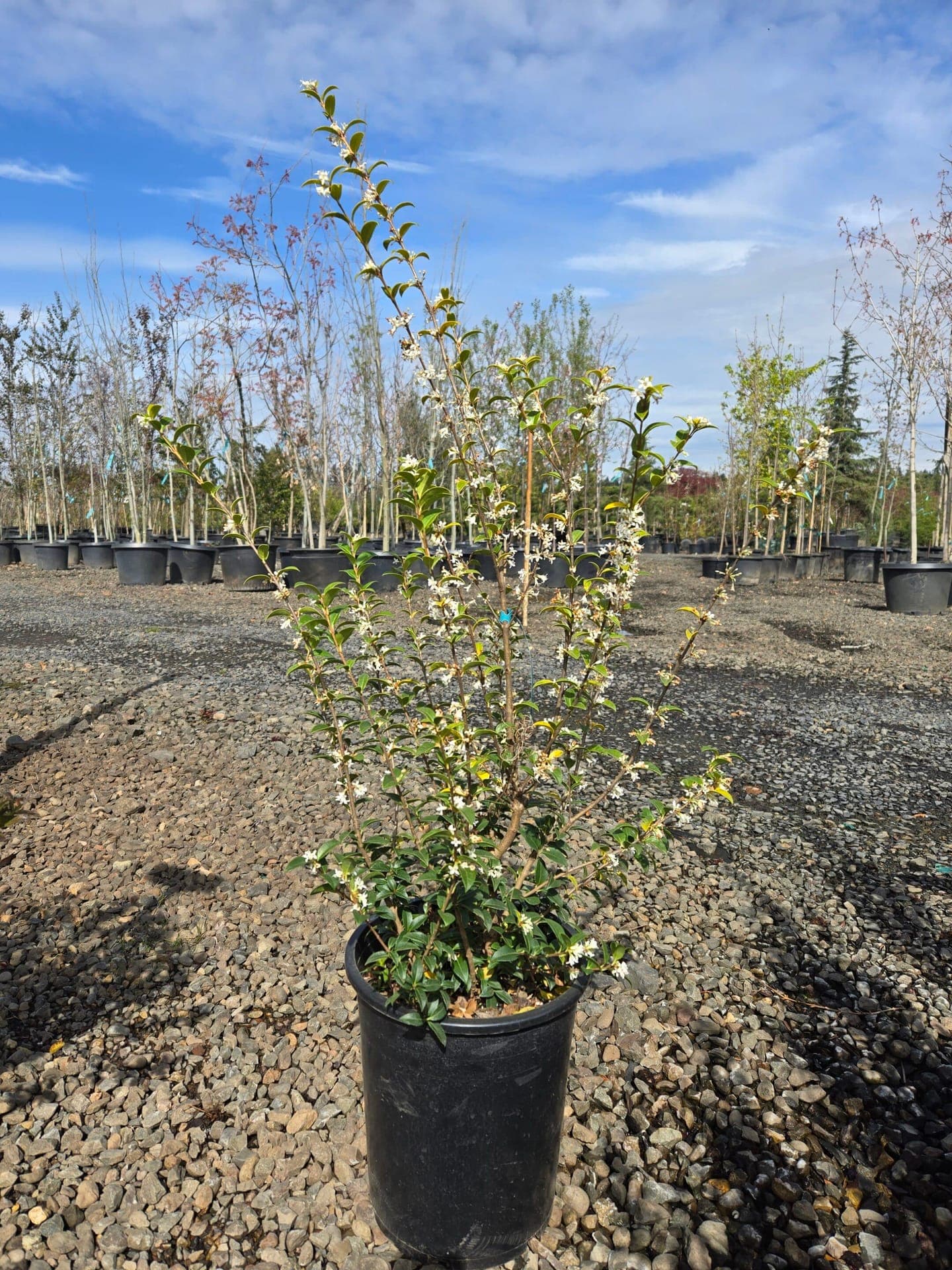Osmanthus delavayi/Delavay Tea Olive - Photo 1