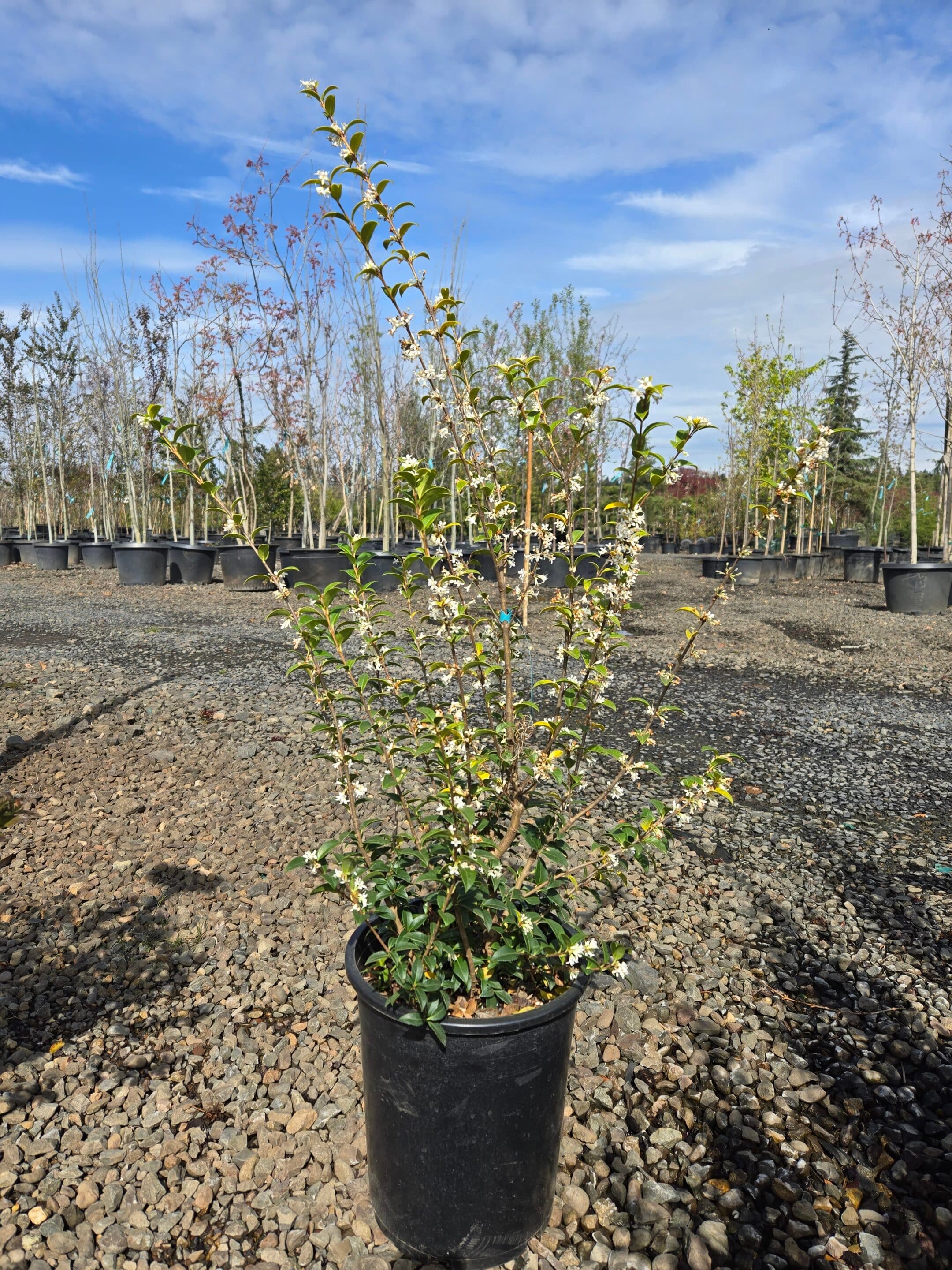 Osmanthus delavayi/Delavay Tea Olive - Photo 1