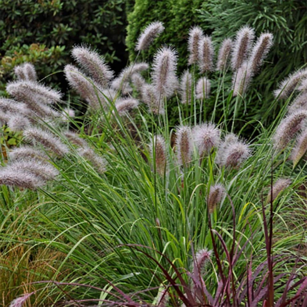 Vibrant Moudry Fountain Grass with soft, fluffy seed heads, perfect for adding texture from The Nursery Outlet.