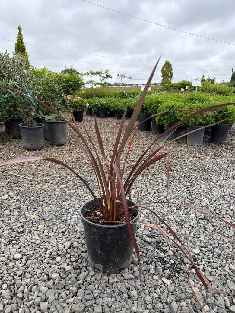 Phormium 'Platt's Black'/Platt's Black New Zealand Flax