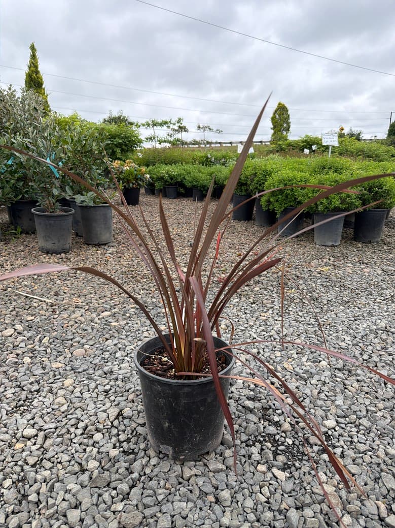 Phormium 'Platt's Black'/Platt's Black New Zealand Flax - Photo 1