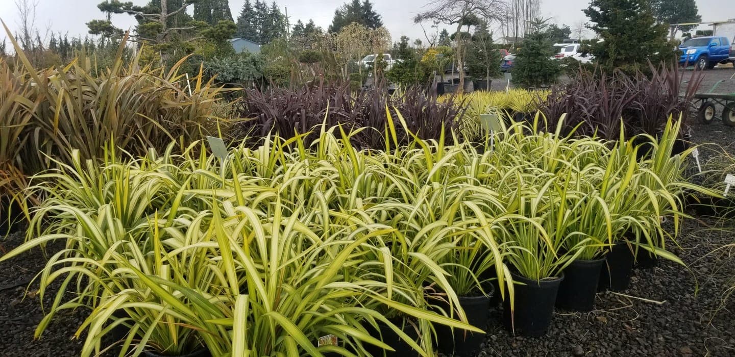 Group of Yellow Wave Grass plants with striking yellow-striped leaves and graceful, curving growth.