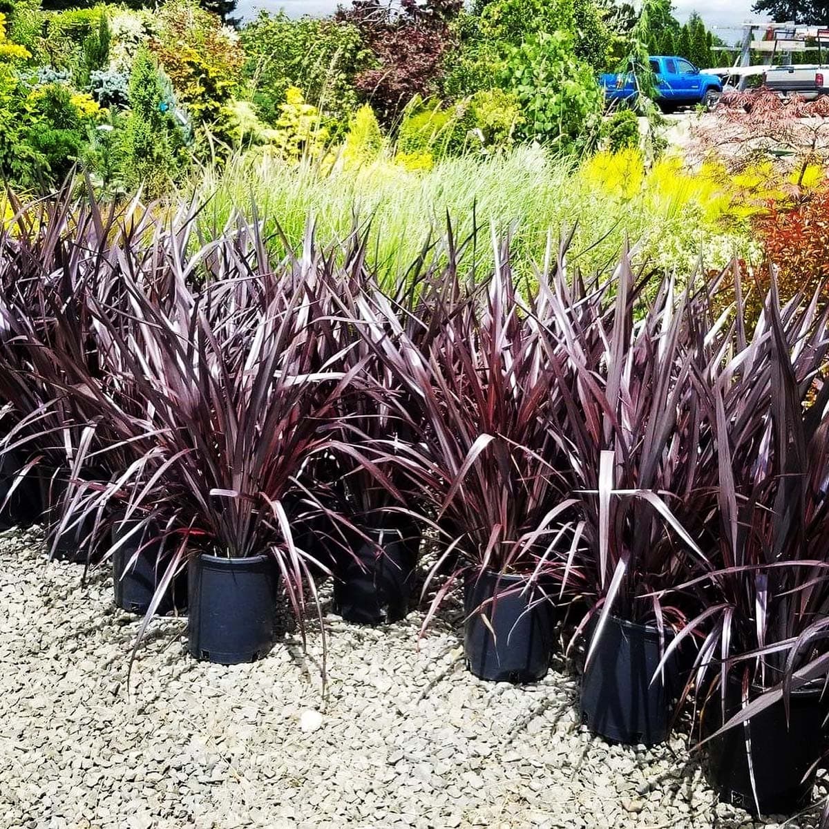 A variety of Flax plants, including 'Mat's Merlot' and chartreuse options, ready to enhance any garden.