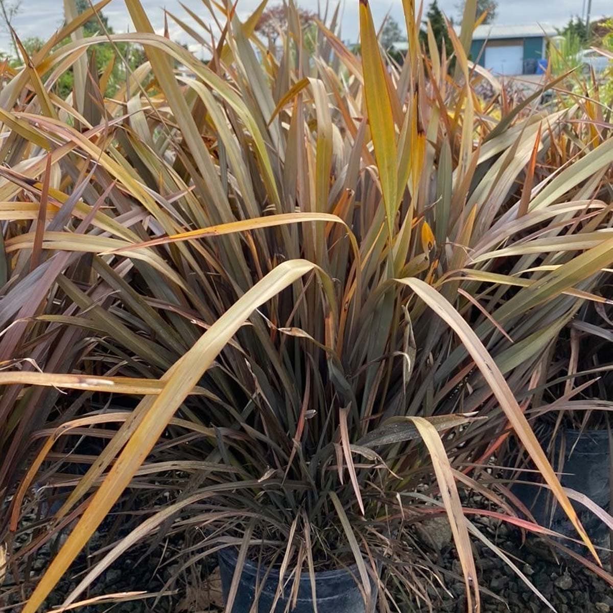 Robust Flax Rubrum plant with striking bronze-red foliage, ideal for adding color to your landscape. - Photo 1