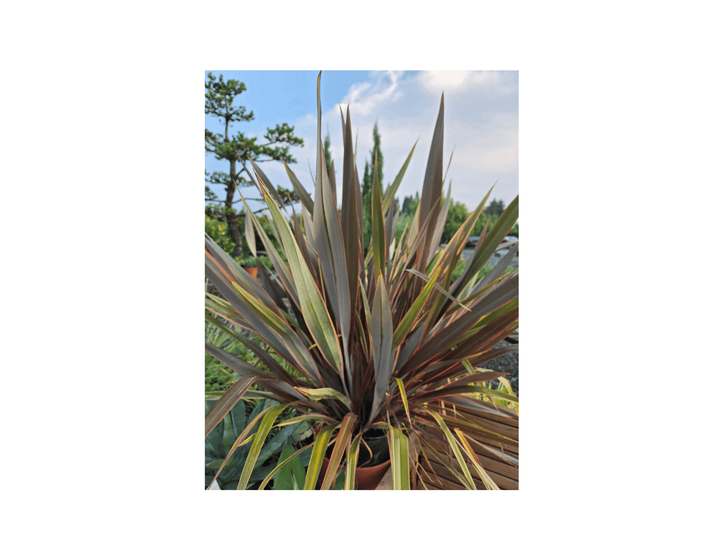 Phormium Tenax 'Sundowner'/Sundowner New Zealand Flax
