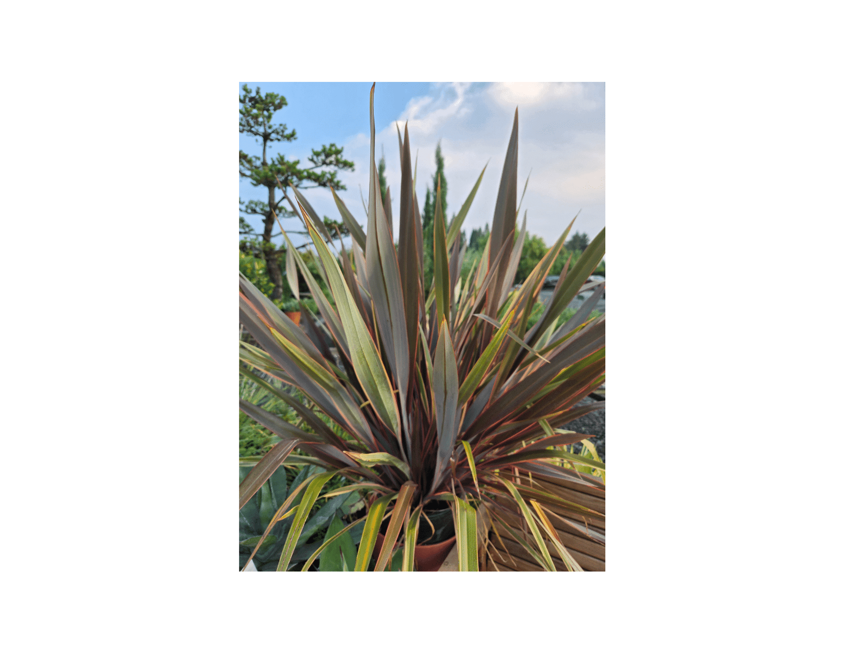 Phormium Tenax 'Sundowner'/Sundowner New Zealand Flax - Photo 1