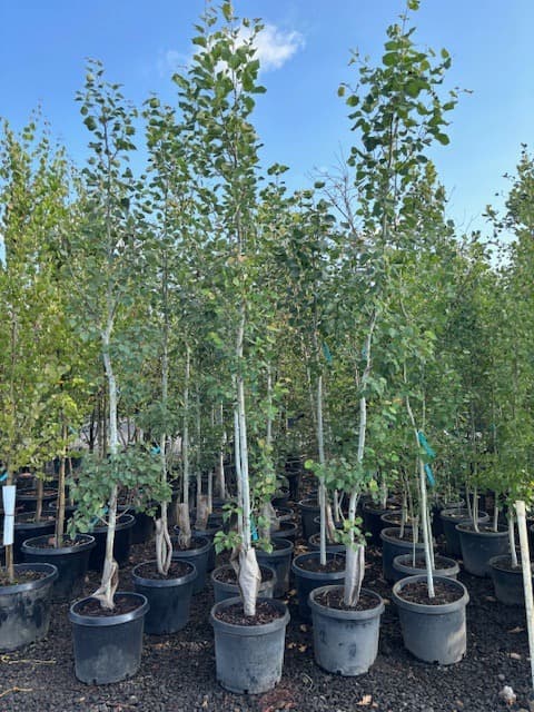 Populus tremuloides/Quaking Aspen