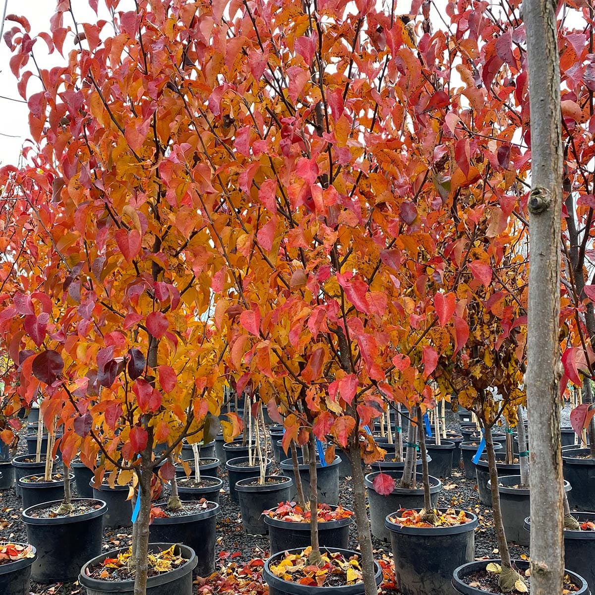Stunning Thundercloud Flowering Plum trees displaying brilliant red and orange autumn foliage in pots. - Photo 1
