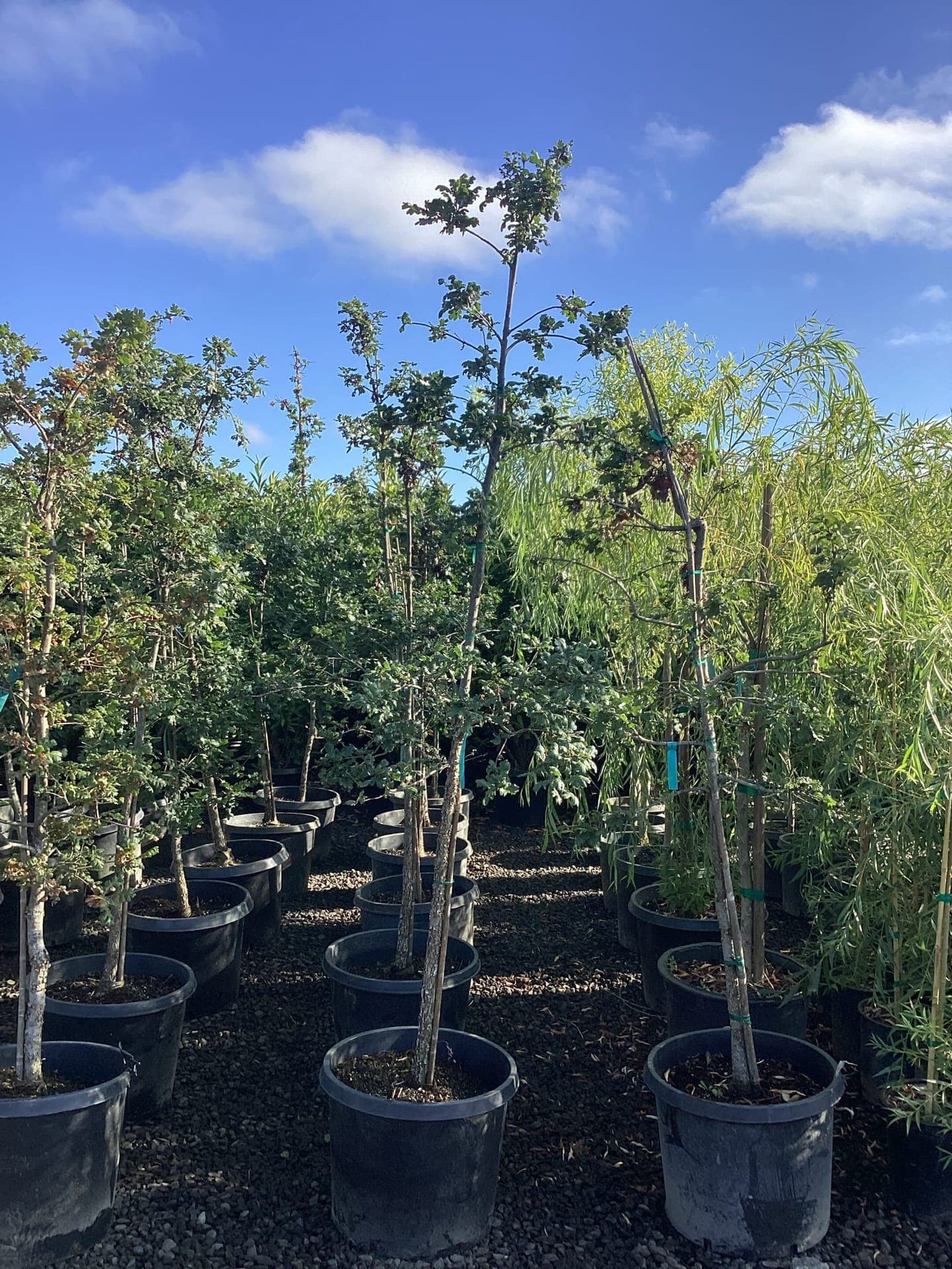 Quercus garryana/Oregon White Oak