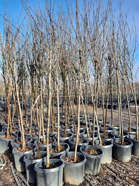 Group of bare Raywood Ash trees with clean trunks and no leaves, awaiting planting. - Photo 1