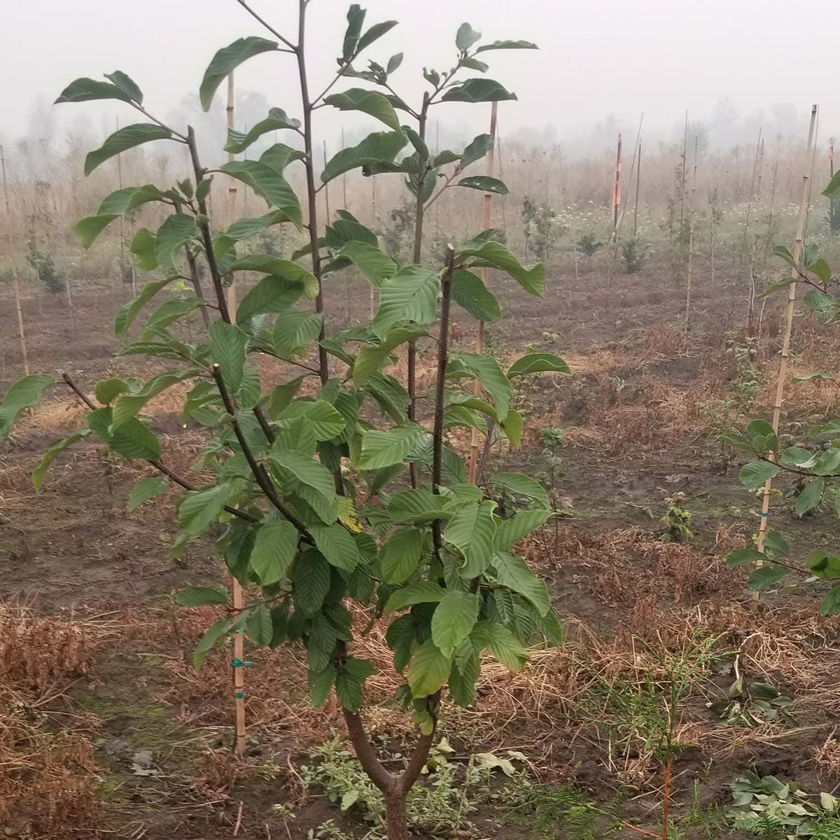 A young Cascara tree with developing leaves, standing tall in a field, a selection from The Nursery Outlet. - Photo 1