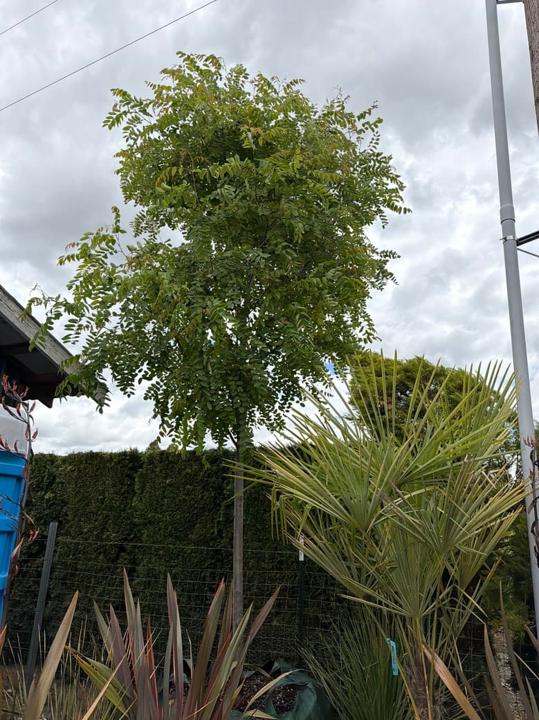 Robinia pseudoacacia/Purple Robe Black Locust - Photo 1