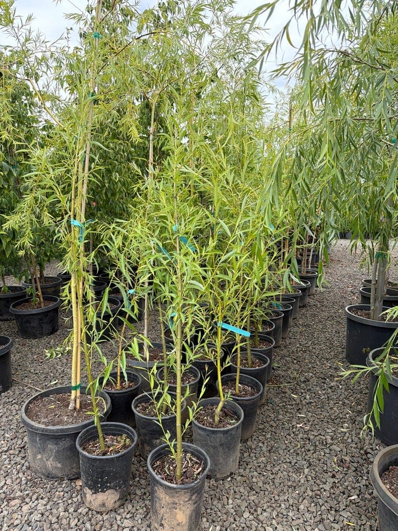 Salix babylonica/Weeping Willow