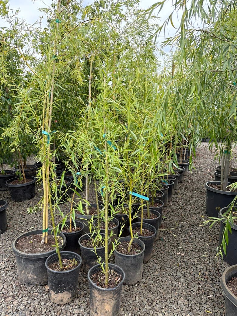 Salix babylonica/Weeping Willow - Photo 1