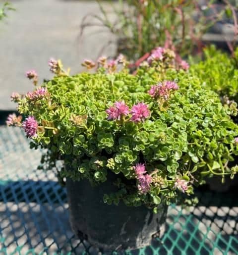 Potted Dragon's Blood Sedum with vibrant red leaves and star-shaped flowers, ready for planting.
