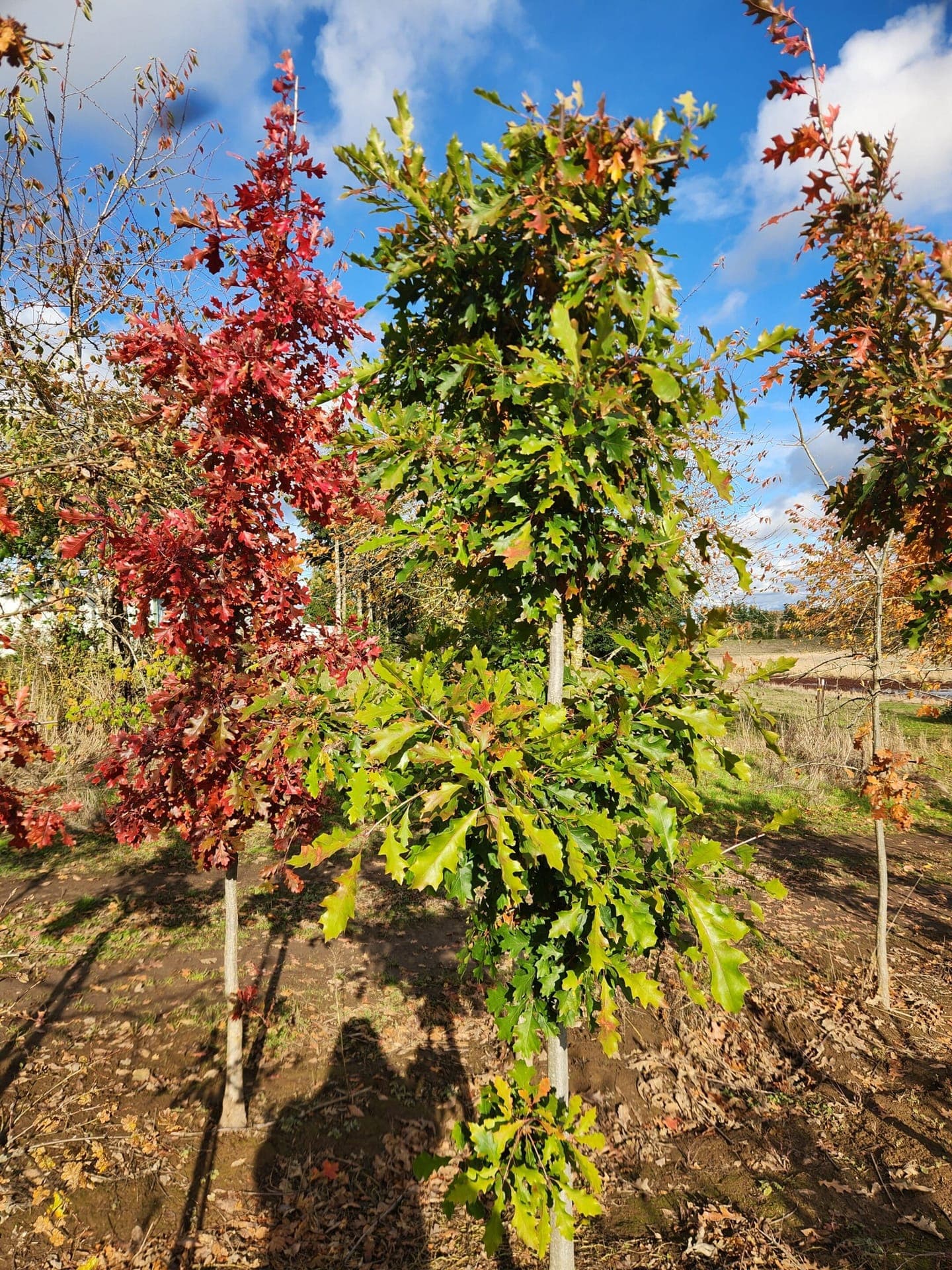 Shumard Oak trees showcasing striking red and green fall foliage under a bright, cloudy sky. - Photo 1