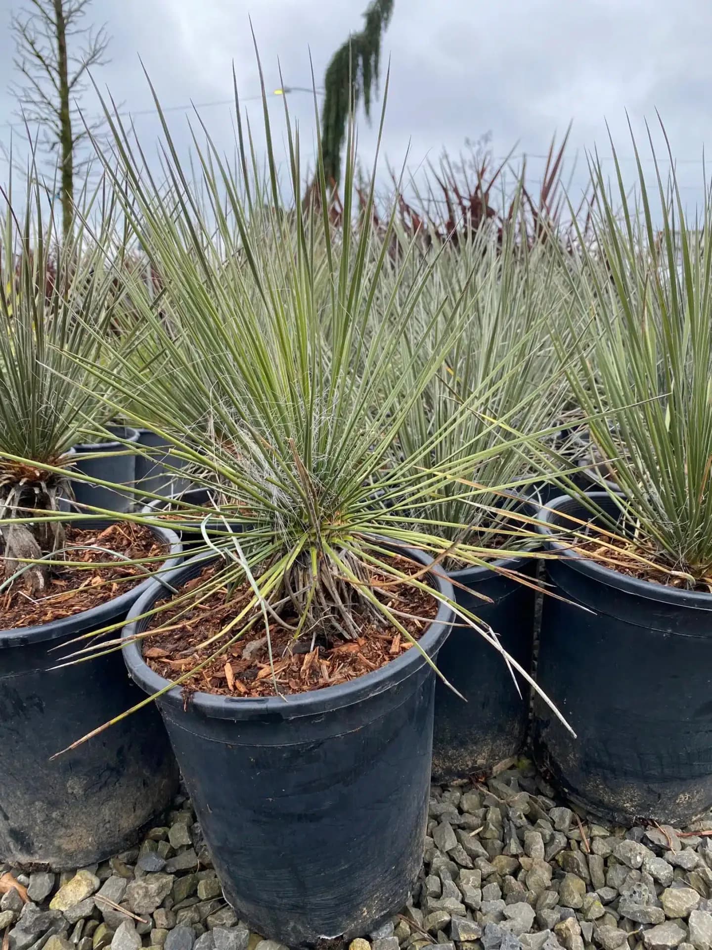 Group of Soaptree Yucca plants with long, sword-like leaves and impressive flower spikes. - Photo 1